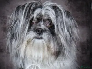 Kruising honden Hij dekt met veel plezier. in Apeldoorn - Advertentie 1