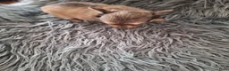 Chihuahua honden te koop: Nog 1 mini chihuahua reutje,langharig lichtbruin  - Advertentie 5