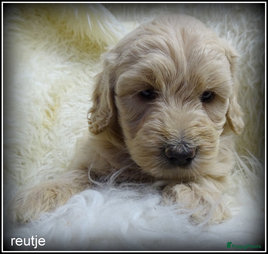 Labradoodle honden te koop: Labradoodle F4 medium pups - Advertentie 3