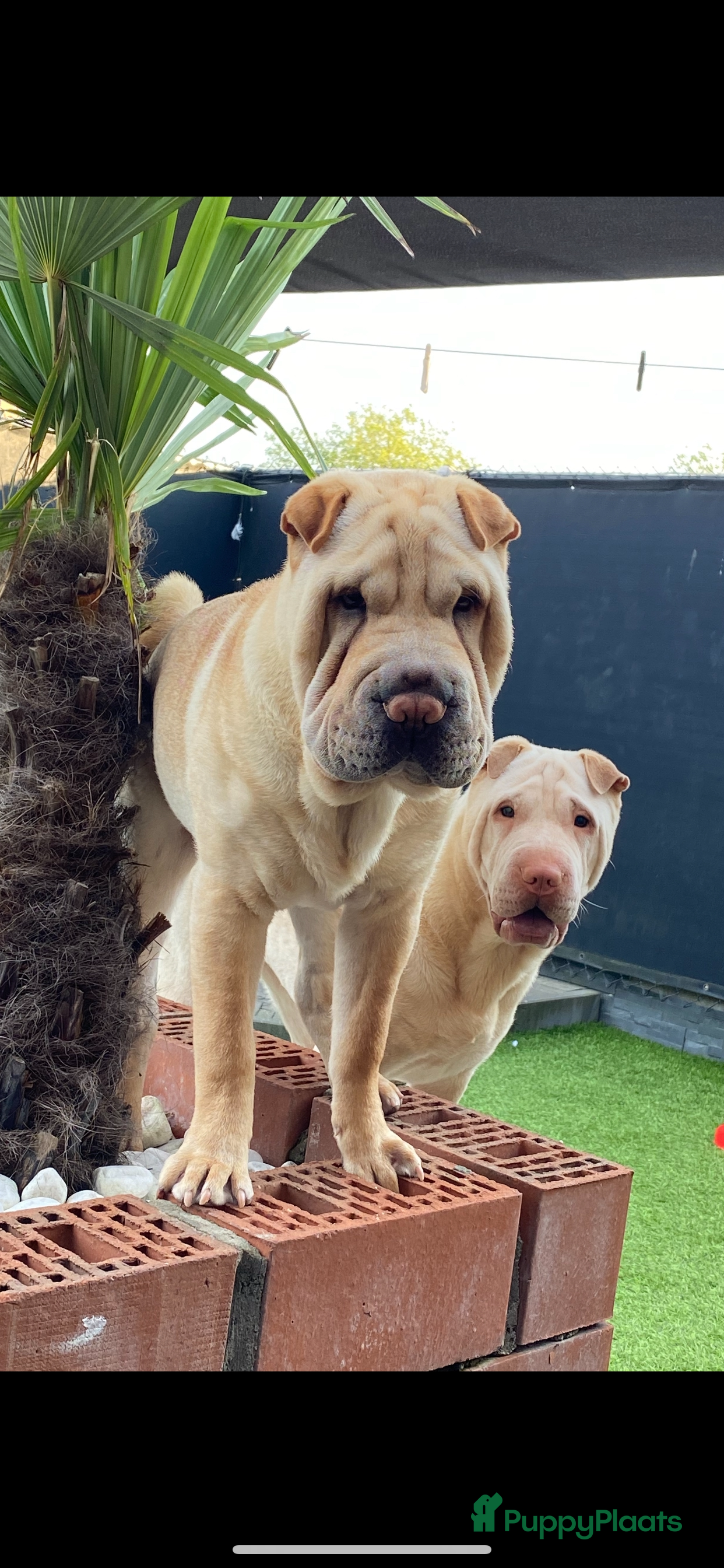 Shar Pei honden Sharpei pup - Advertentie 1