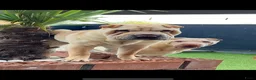 Shar Pei honden te koop: Sharpei pup in Venlo - Advertentie 1