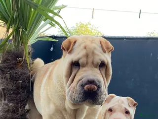 Shar Pei honden Sharpei pup - Advertentie 1