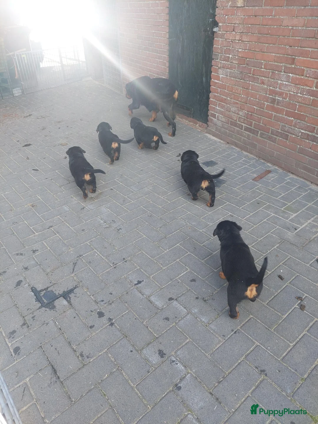 Rottweiler honden te koop: Rottweiler pups - Advertentie 26