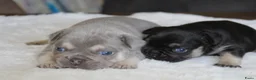 Franse Bulldog honden te koop: Franse Bulldog pups goed opgevoed- België  - Advertentie 3