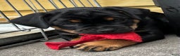 Dwergpinscher honden te koop: Carlin Pinscher Puppy’s te koop - Advertentie 10
