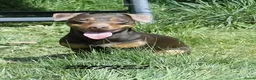 Jack Russel Terriër honden te koop: Prachtige Jack Russel pups te koop - Advertentie 5