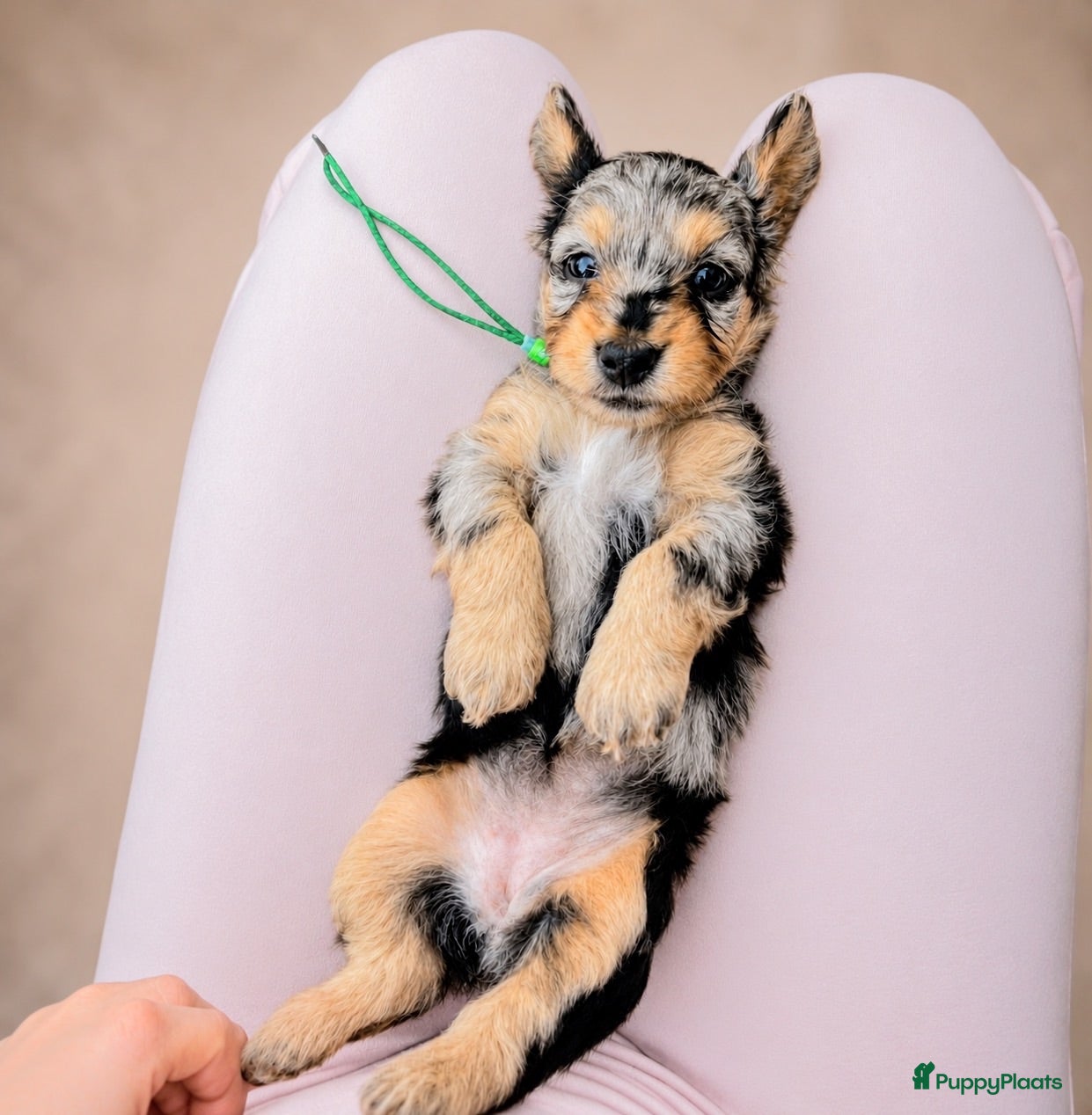 Kruising honden ⭐️MALLETECKEL⭐️ 🐾dwergteckel X maltezer🐾 - Advertentie 12