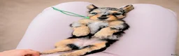 Kruising honden te koop: ⭐️MALLETECKEL⭐️ 🐾dwergteckel X maltezer🐾 - Advertentie 1