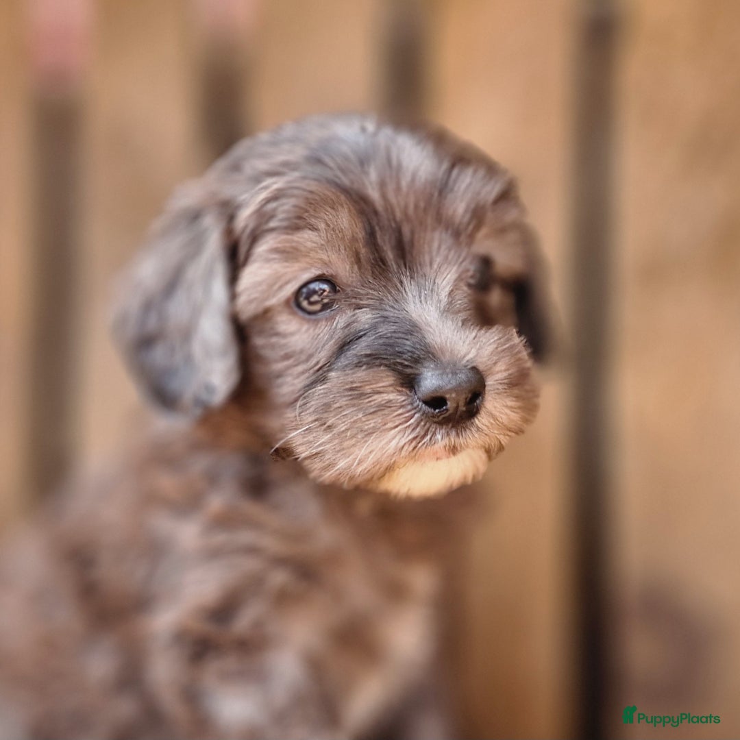 Australian Labradoodle honden te koop: Australian labradoodle Backcross micro/mini - Afbeelding 1
