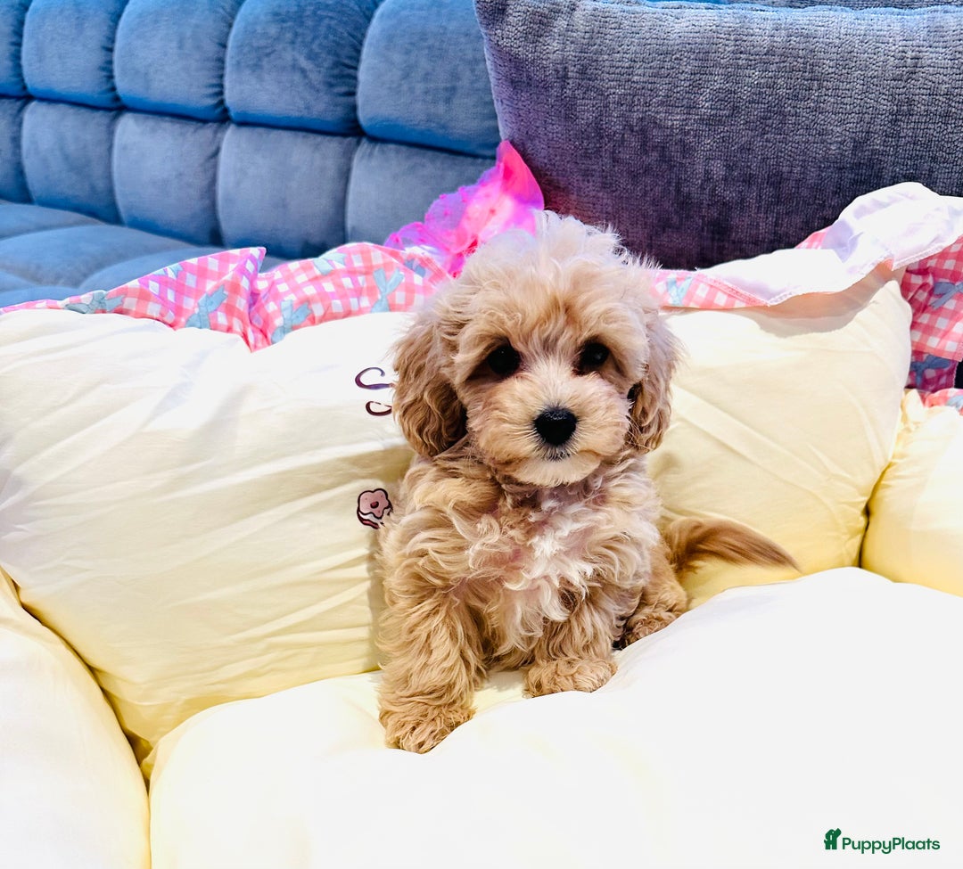 Maltipoo honden te koop: Bijzonder mooie maltipoo pups kunnen bijna weg - Advertentie 20