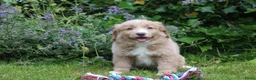 Nova Scotia Duck Tolling Retriever honden te koop: Mooie nova scotia duck tolling retriever pups  - Advertentie 3