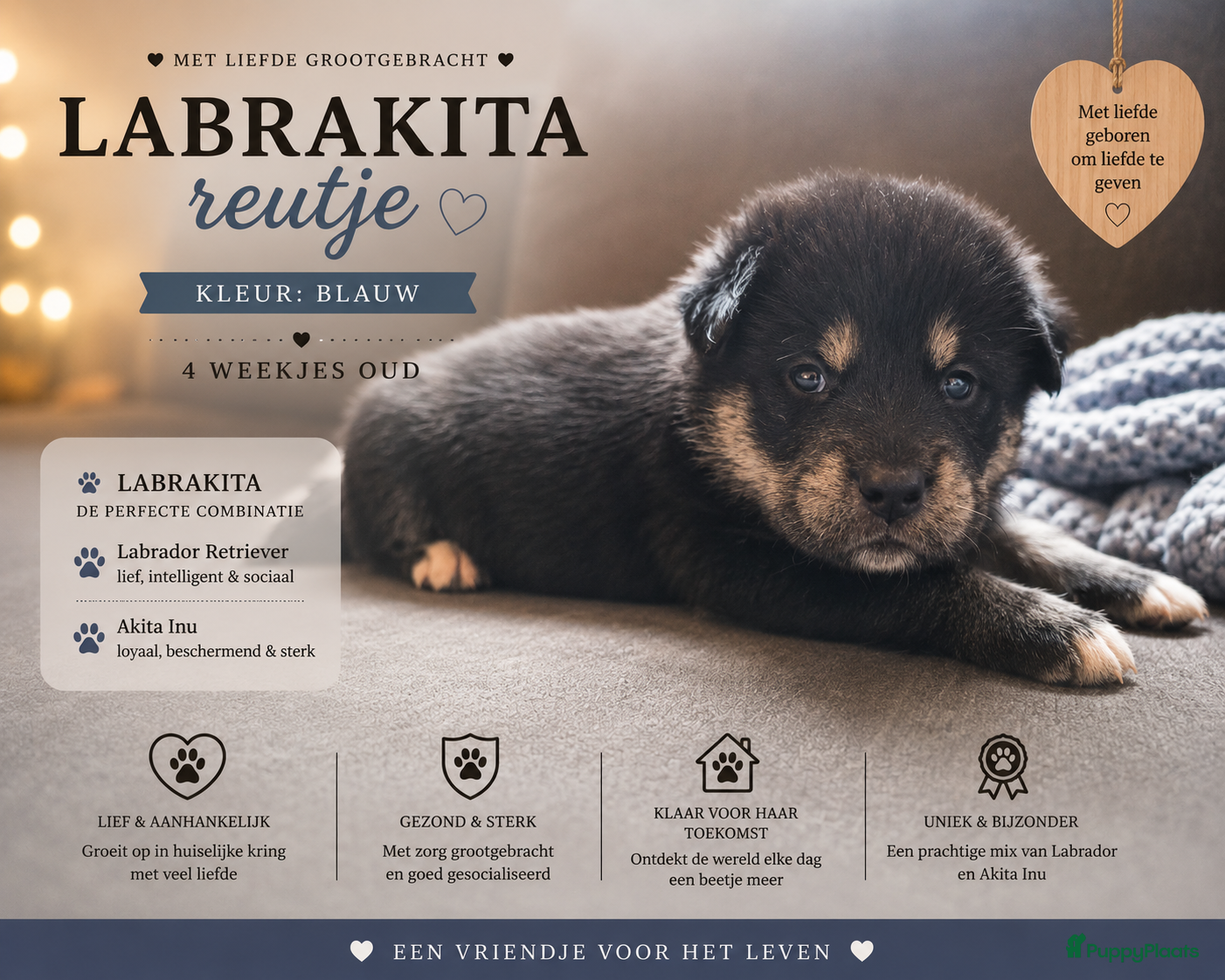 Kruising honden te koop: Labrakita pups (Labrador x Akita) Loyaal & speels - Advertentie 19