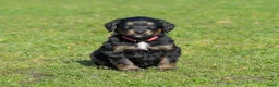 Kruising honden te koop: Bernedoodle pups te koop - Advertentie 11
