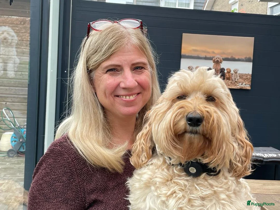 Galerij afbeelding {{count}}