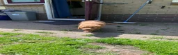 Australian Labradoodle honden te koop: Schitterende labradoodles - Advertentie 23