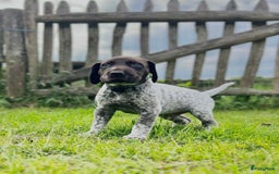 Duitse Staande Hond Korthaar honden te koop: 6 prachtige pups korthaar Duitse Staande  in Oene - Afbeelding 1