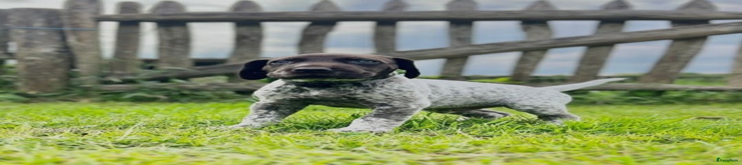 Duitse Staande Hond Korthaar Puppy 6 Yelan