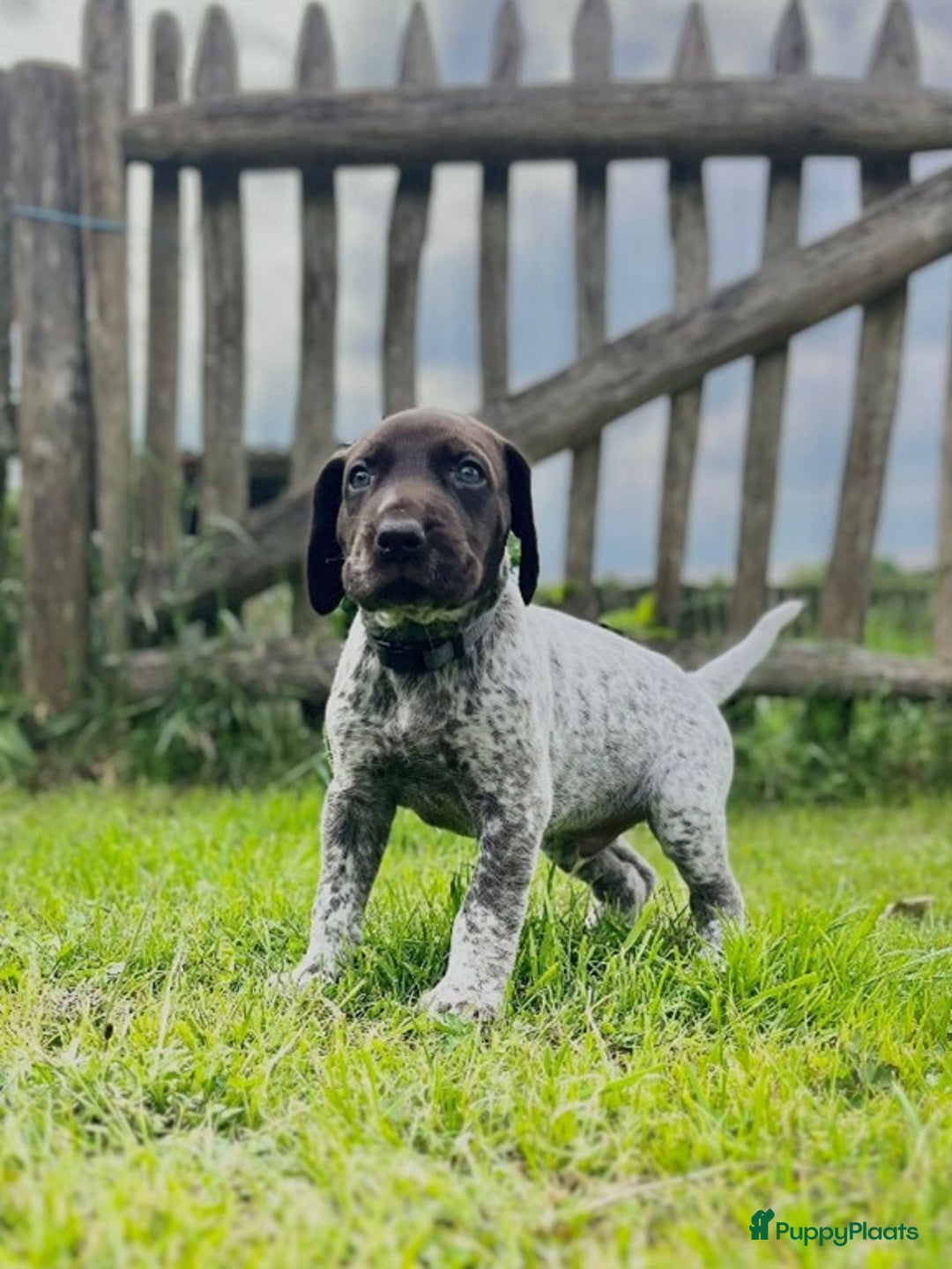 Duitse Staande Hond Korthaar honden te koop: 6 prachtige pups korthaar Duitse Staande  in Oene - Afbeelding 1