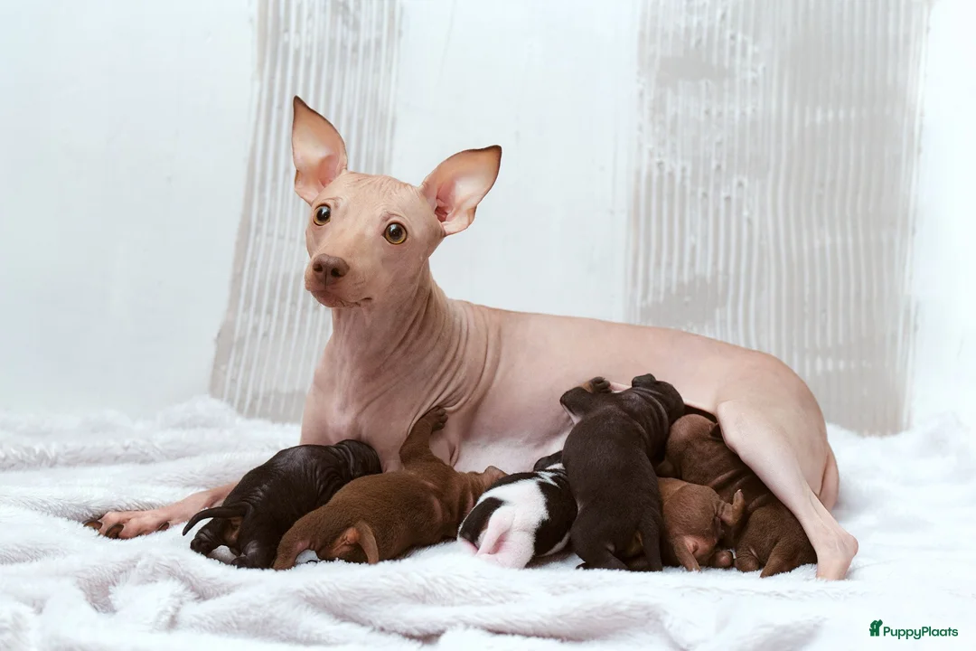 Galerij afbeelding {{count}}