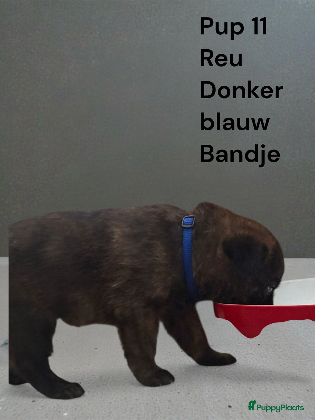 Kruising honden te koop: Kruising mechelse Hollandse herder x duitse herder - Advertentie 3