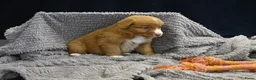 Nova Scotia Duck Tolling Retriever honden te koop: Speelse Nova Scotia Duck Tolling Retriever pups  - Advertentie 25