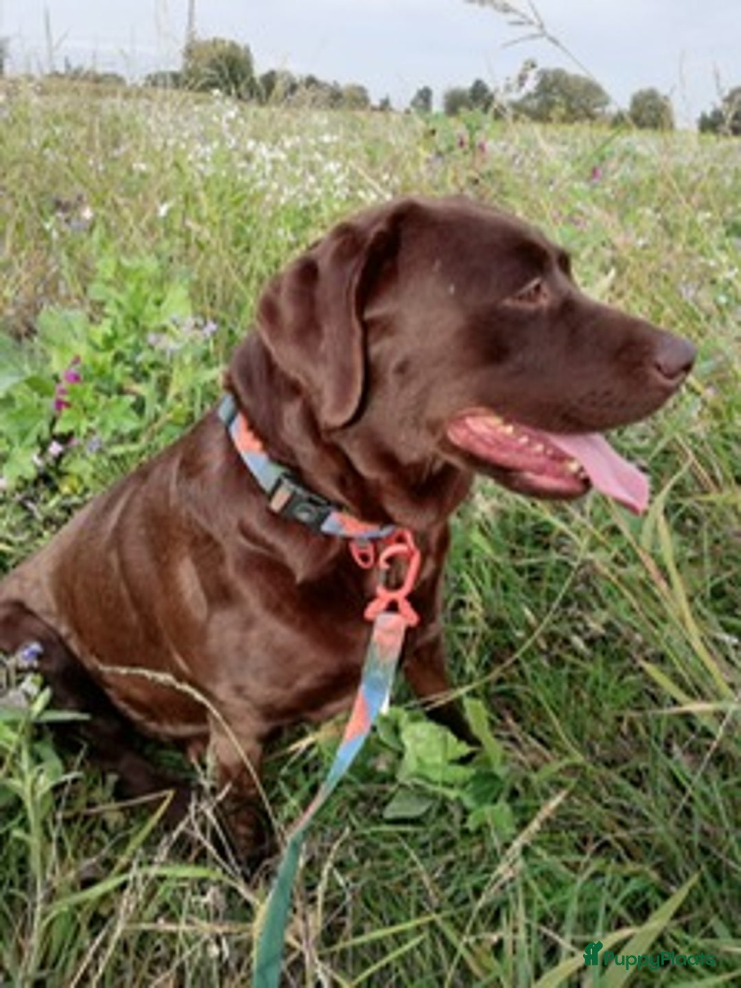 Goldador honden te koop: Zwarte goldadorpups - Advertentie 1