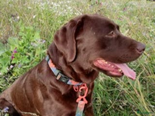 Goldador honden Zwarte goldadorpups - Advertentie 3