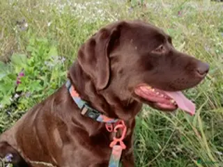 Goldador honden Zwarte goldadorpups - Advertentie 9