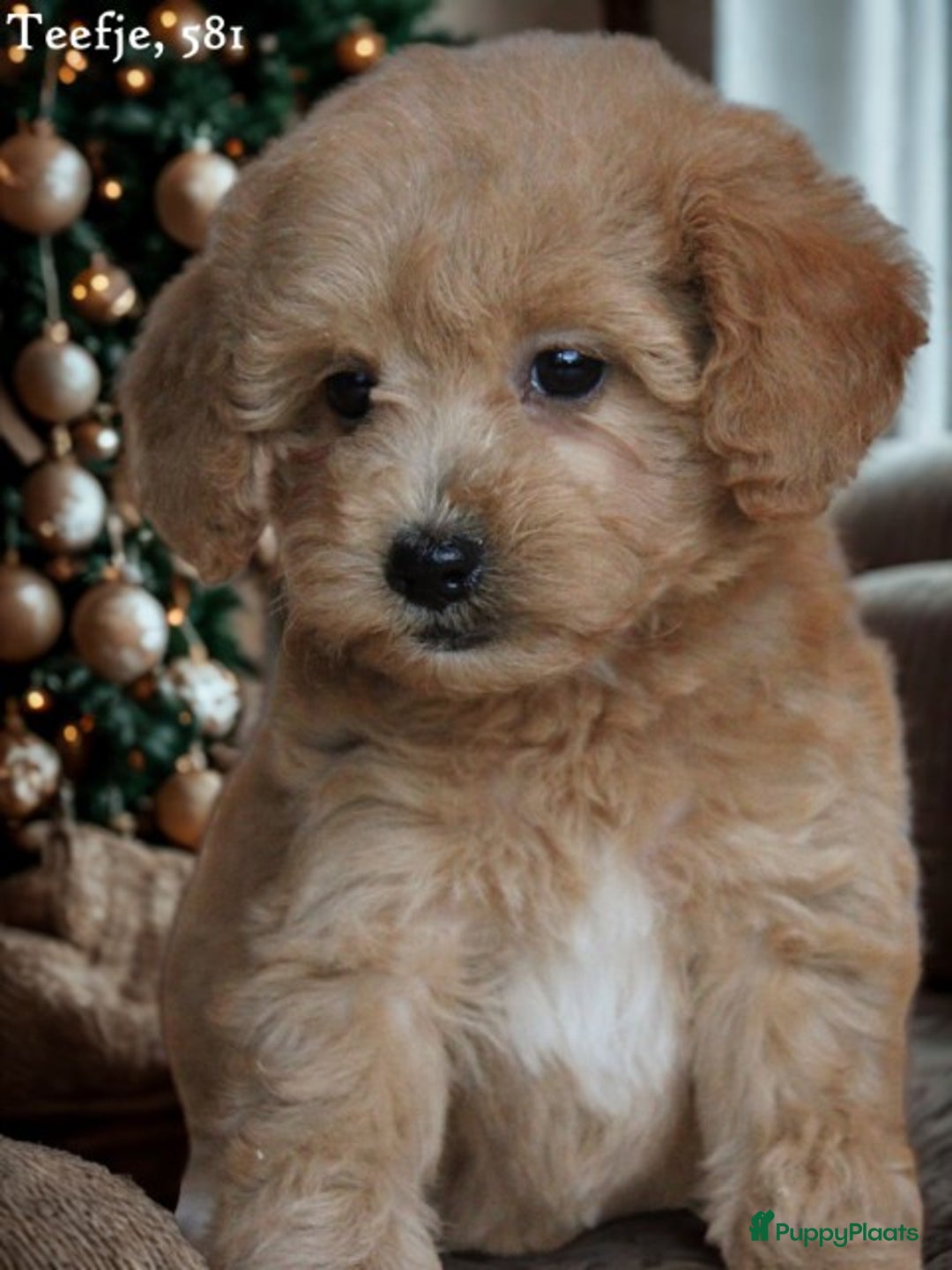 Maltipoo honden te koop: Knappe Maltipoo pups. - Advertentie 3