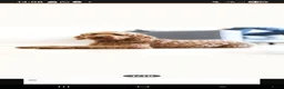 Labradoodle honden te koop: Labradoodle pups  - Advertentie 9