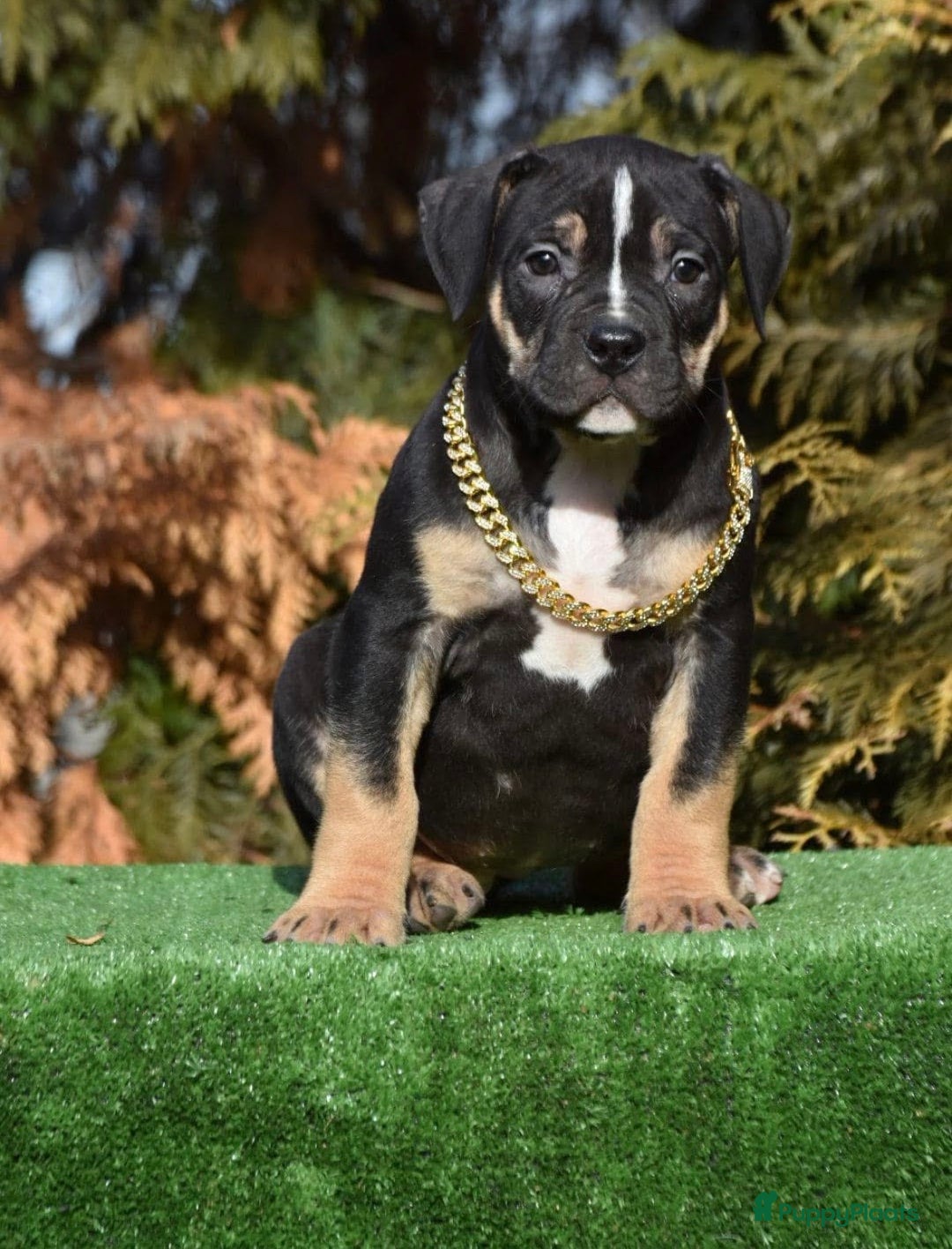 Amerikaanse Bully honden te koop: American Bully Xl ( stamboom zelf regelen)  - Advertentie 11