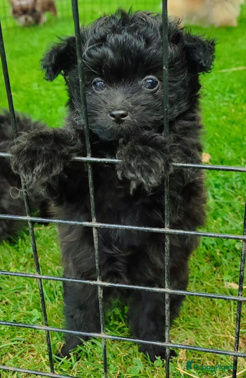 Kruising honden Pomeriaan×toypoedel - Advertentie 3
