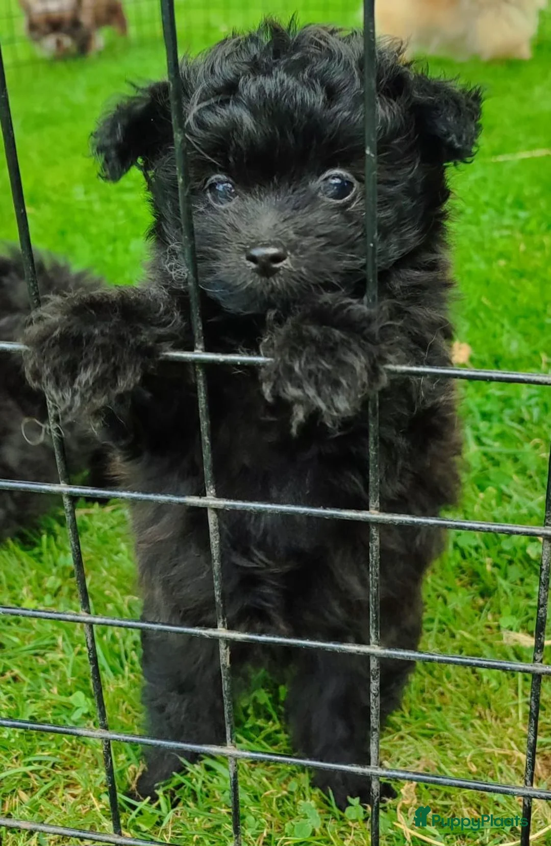 Kruising honden te koop: Pomeriaan×toypoedel - Advertentie 1