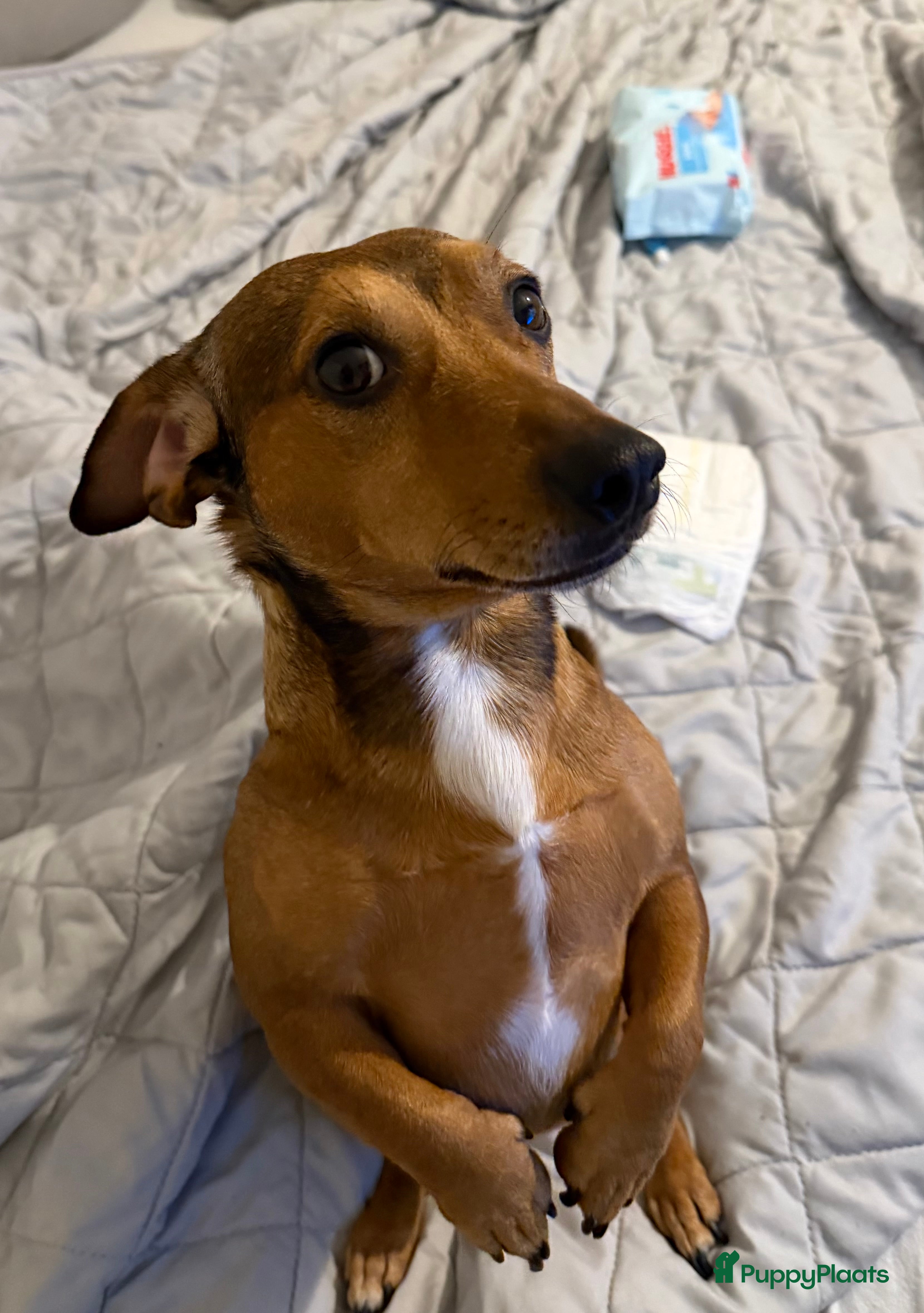 Scoobie