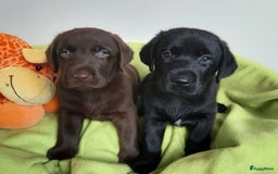 Labrador Retriever honden te koop: Bruin reutje - Afbeelding 8