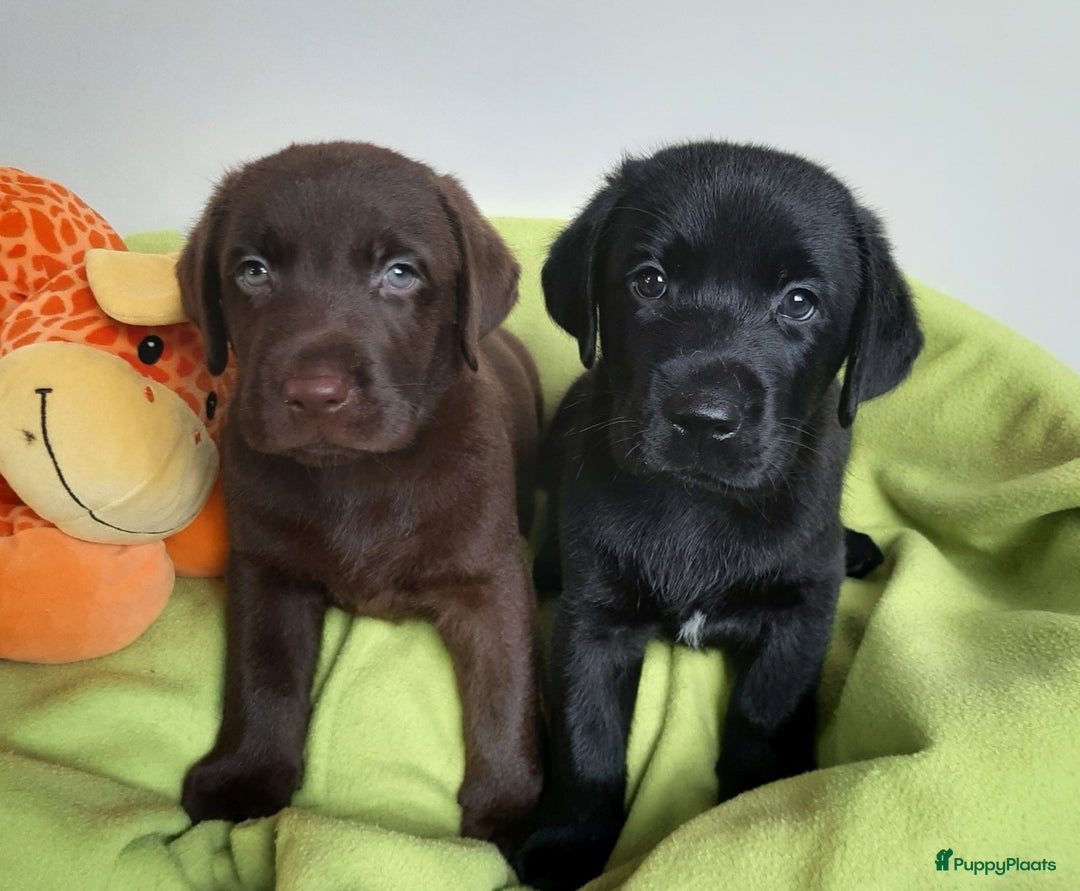 Labrador Retriever honden te koop: Bruin reutje - Afbeelding 8