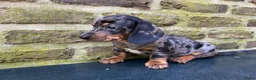 Teckel (korthaar)  honden te koop: Nog drie teckel reutjes  - Advertentie 12