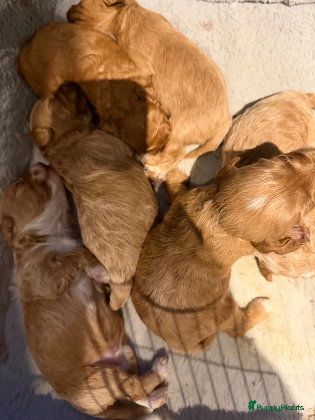 Maltipoo honden te koop: Te reserveren prachtige Maltipoo bij ons geboren  - Advertentie 2