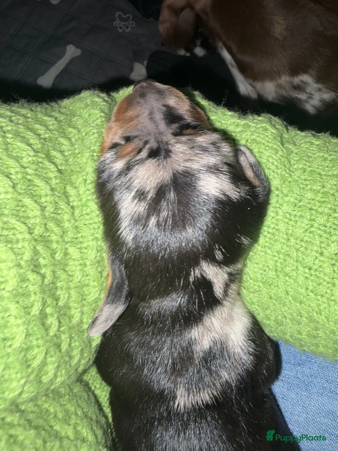 Kruising honden te koop: Lieve teckelpups beschikbaar - Advertentie 2