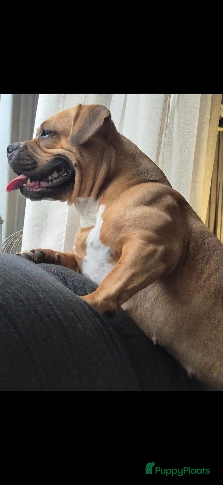 Amerikaanse Bully honden American bully pocket pup - Advertentie 1