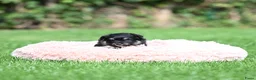 Kruising honden te koop: Eerste familiale nestje Poshie pups - Advertentie 2