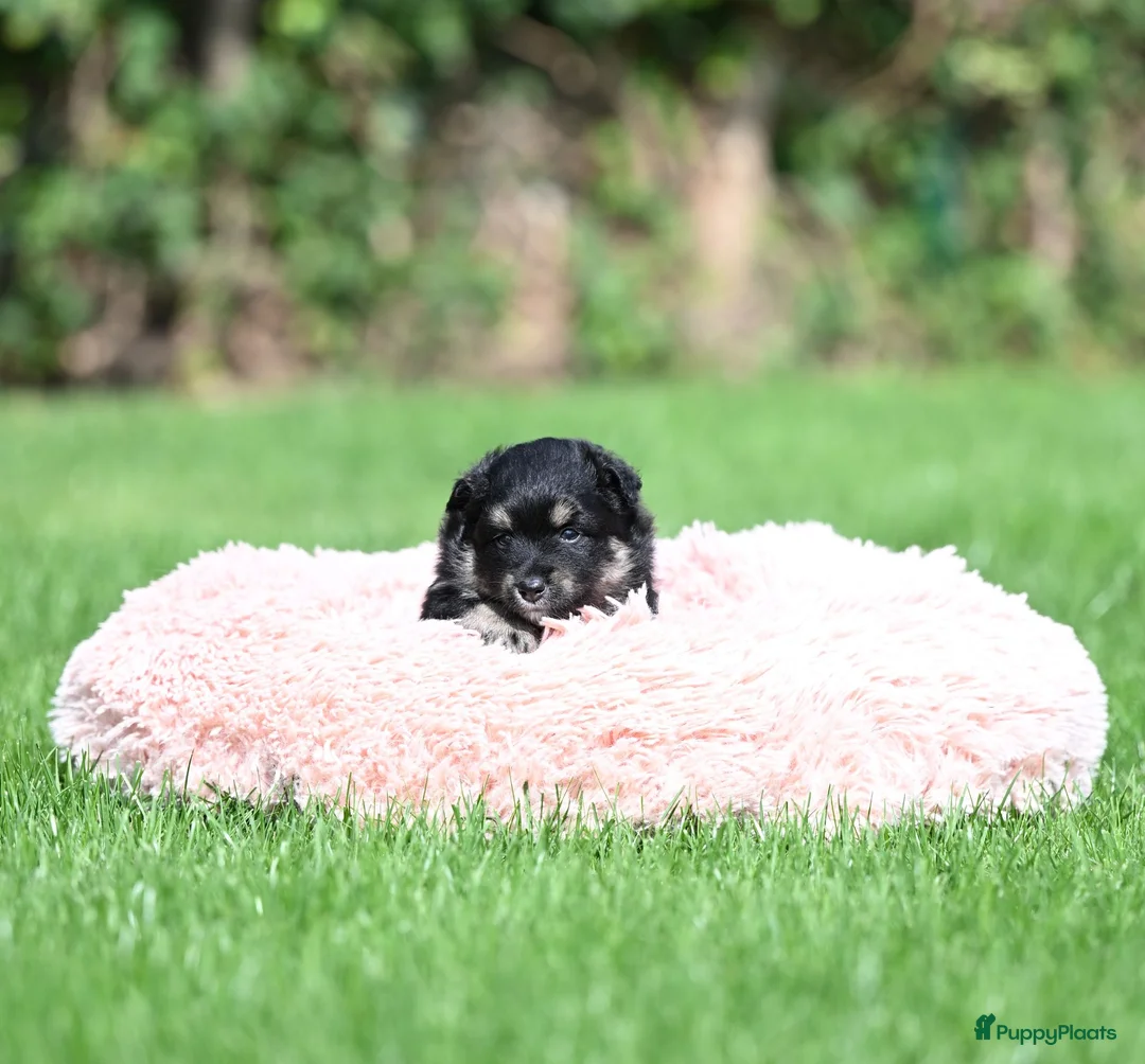 Kruising honden te koop: Eerste familiale nestje Poshie pups - Advertentie 2