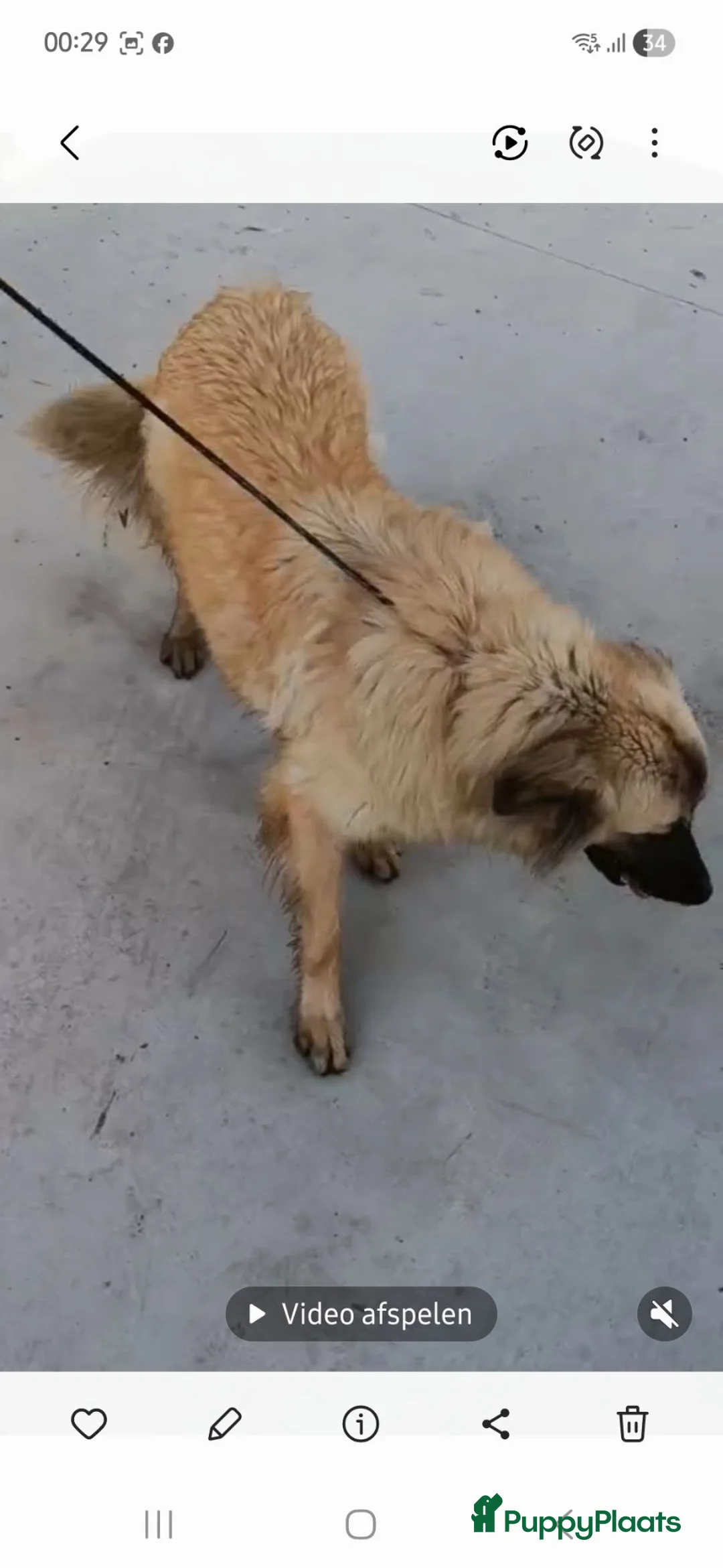 Kruising honden te koop: Clara 2 zoekt een baasje - Advertentie 2
