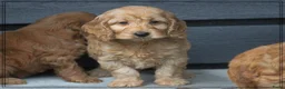 Cockapoo honden te koop: Leuke Cockapoo pups. - Advertentie 3