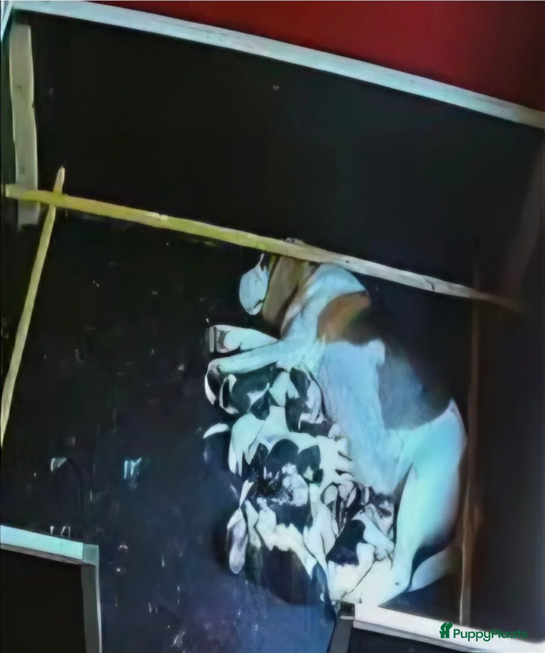 Beagle honden te koop: Beagle pups met stamboom  - Advertentie 15