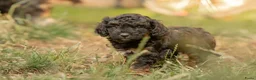 Kruising honden te koop: Dwergpoedel x Boompoo pups  - Advertentie 13