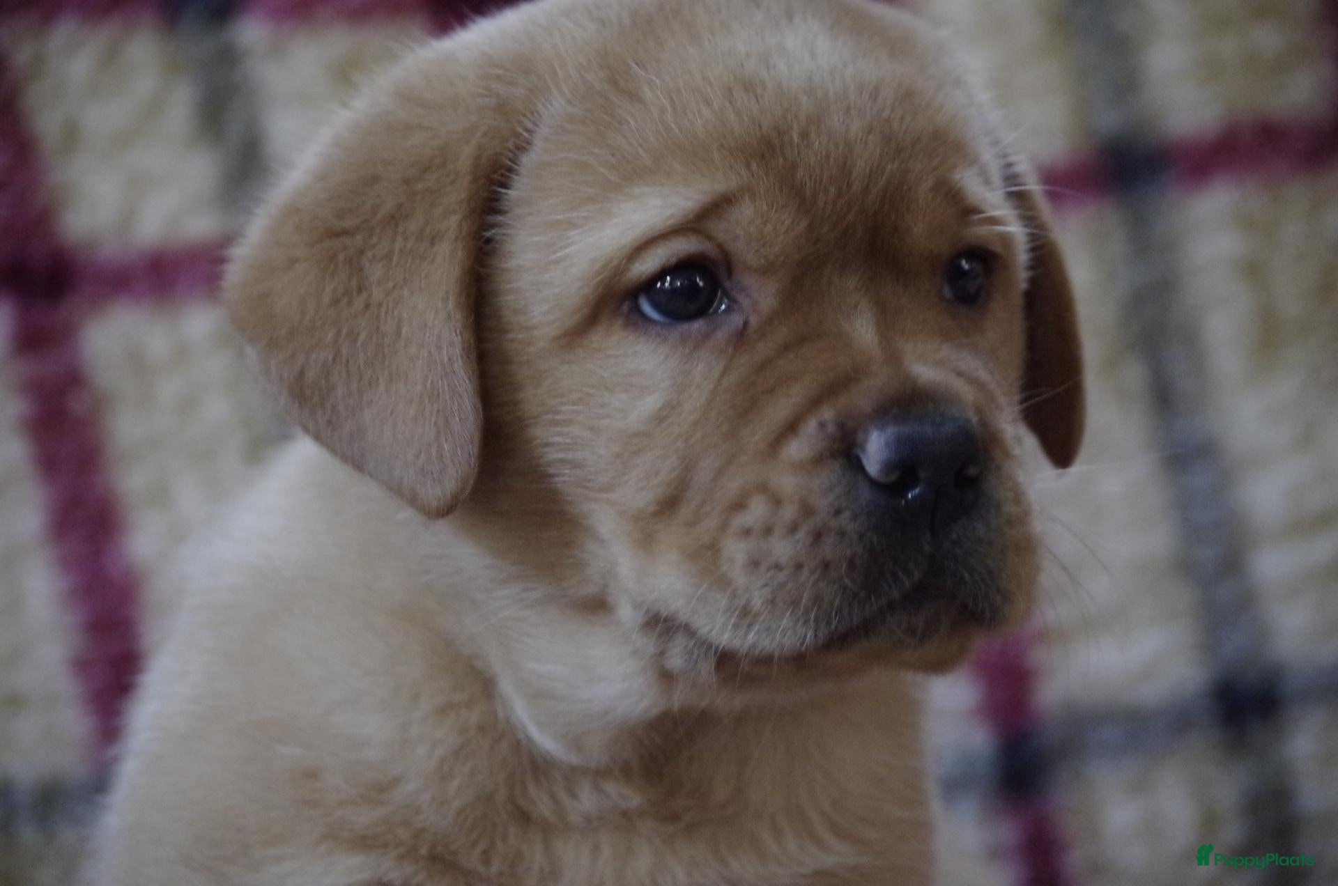 Labrador Retriever honden donkergeel/foxred reutje beschikbaar. - Advertentie 4