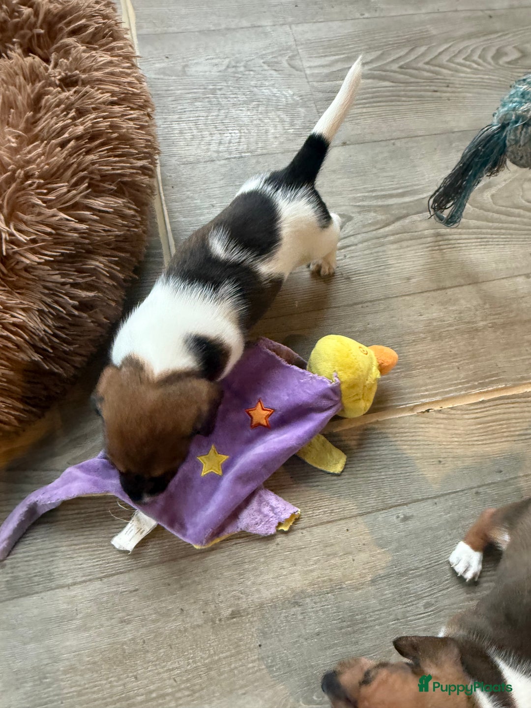 Teckel (korthaar)  honden te koop: Piebald dwergteckel pups - Advertentie 32