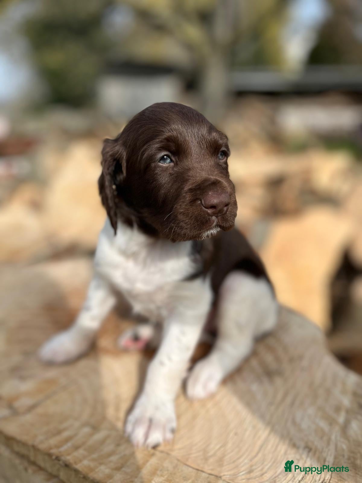 Heidewachtel honden Heidewachtel Pups - Advertentie 1