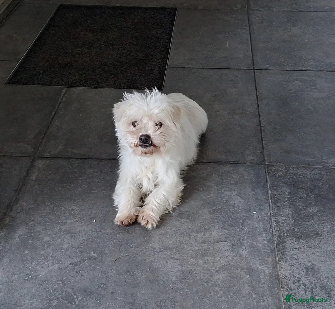 Maltezer honden te koop: Maltezer leeuwtje. 7 jaar - Advertentie 7